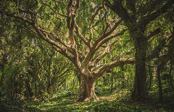 Chapter Four- The Tribunal