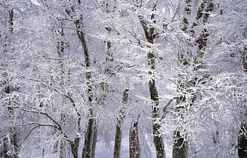 Chapter Fifteen- The Winter Feast