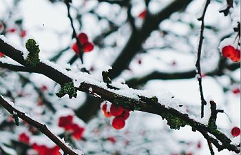 Chapter Sixteen- Blood and Snow Pt. 2