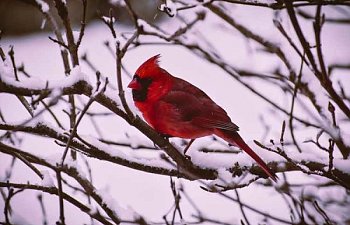 Chapter Eighteen- An Elvish Blessing