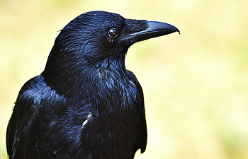 Chapter 23 - The Raven's Circle