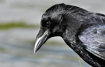 Chapter 24 - The Raven's Offer