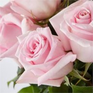 Rosegirl2014