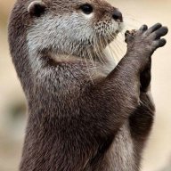 Otter