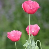 poppies