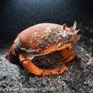 Redfrogcrab