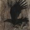 Brave_Raven