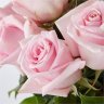 Rosegirl2014