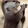 Otter