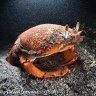 Redfrogcrab