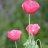 poppies