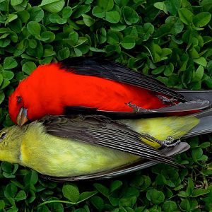 groomelissascarlettanagers